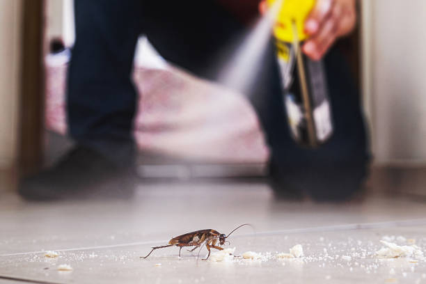 Flea Control Services in Lantana, FL